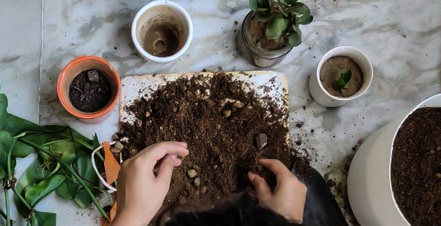 How to prepare soil for houseplants