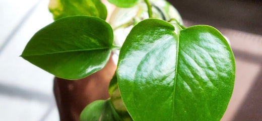 How to propagate money plant