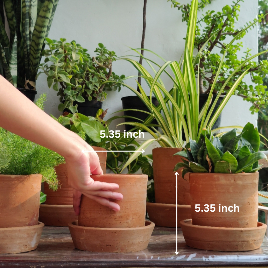 Mini 6" Terracotta Planter with plate