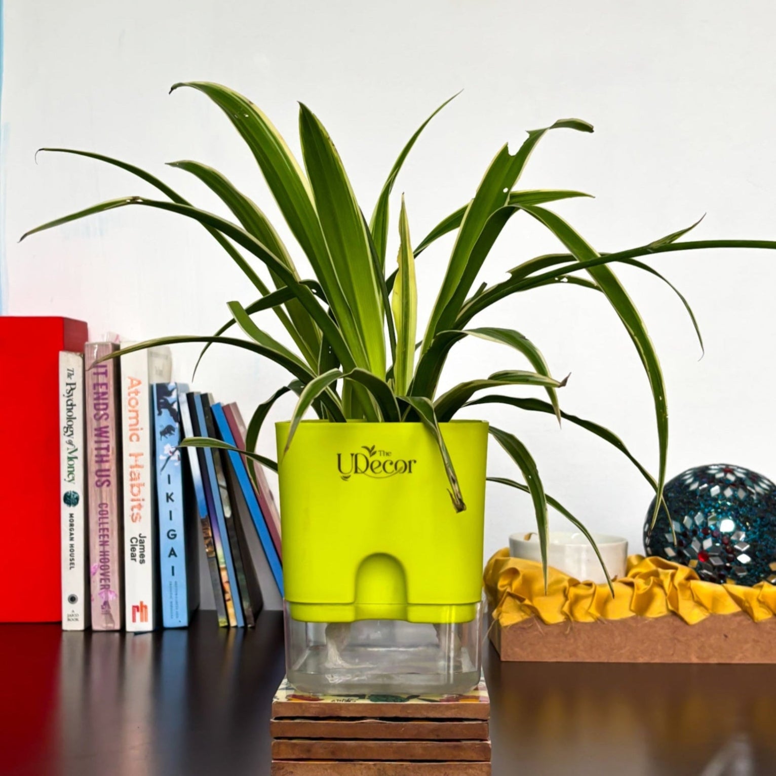 spider plant formaldehyde Spider plant – The UDecor