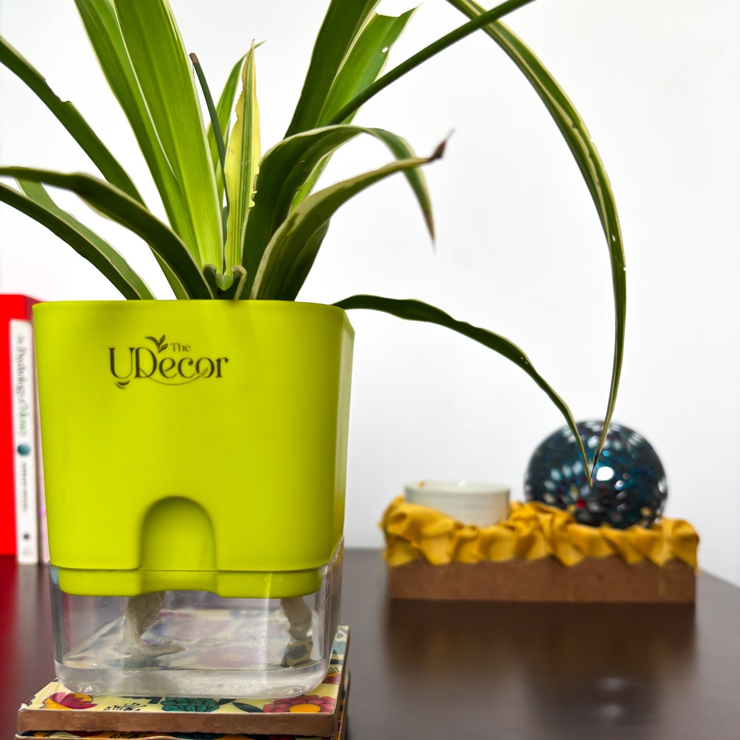 Spider plant