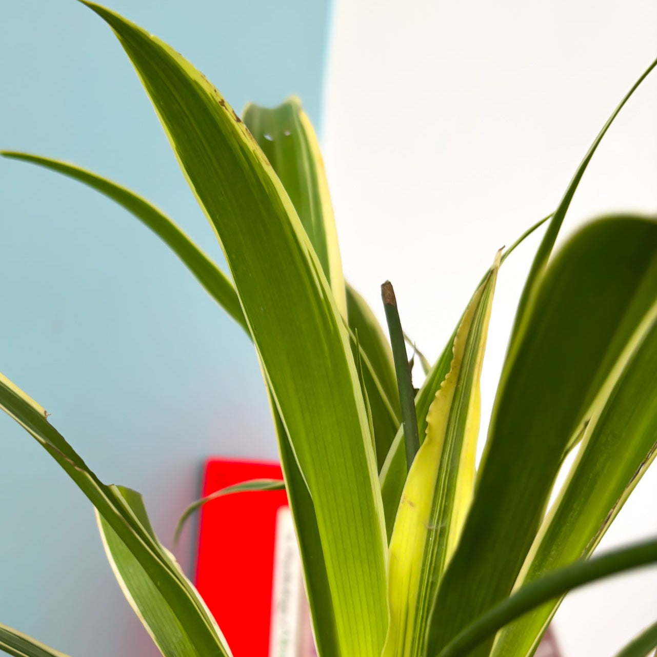 Spider plant