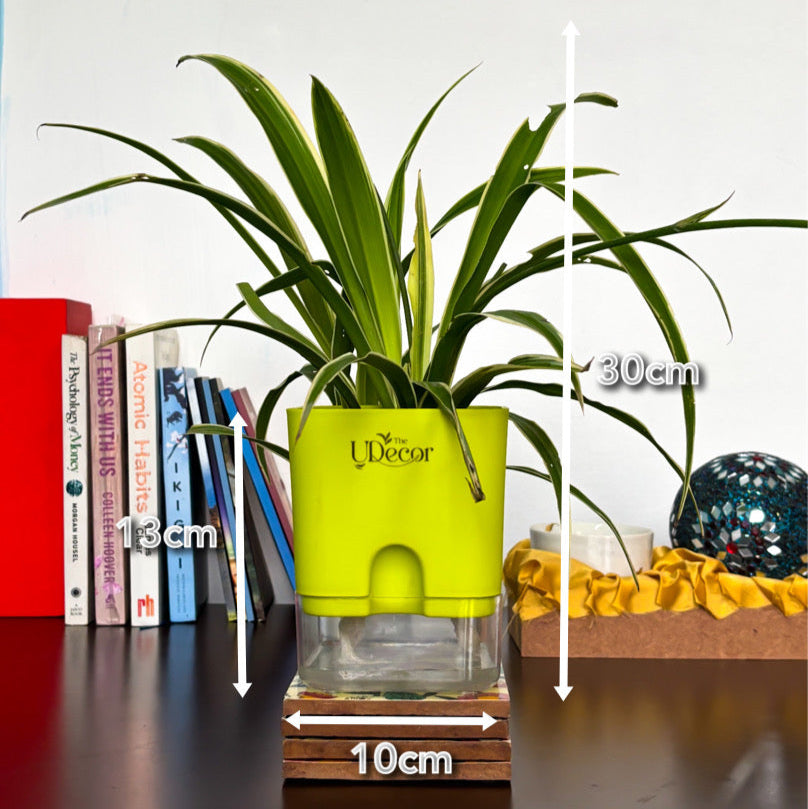 Spider plant