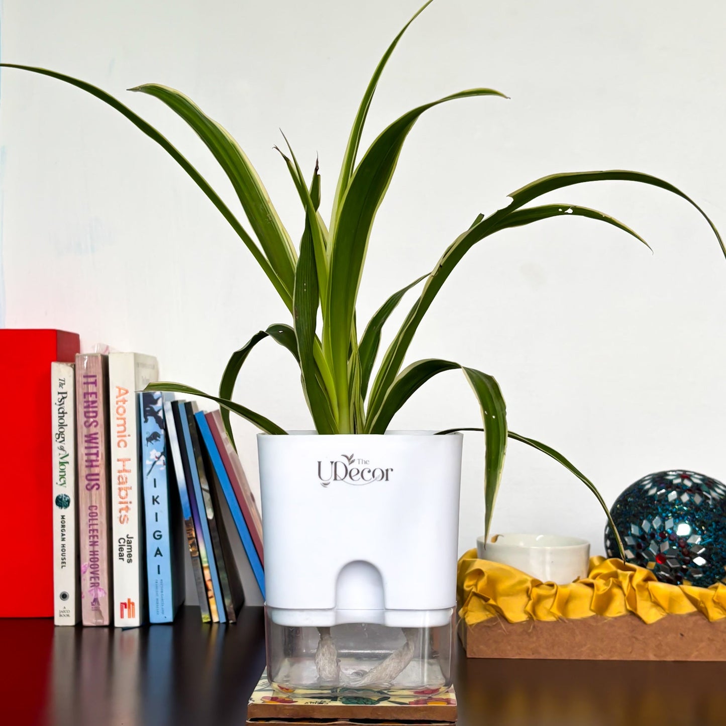 Spider plant