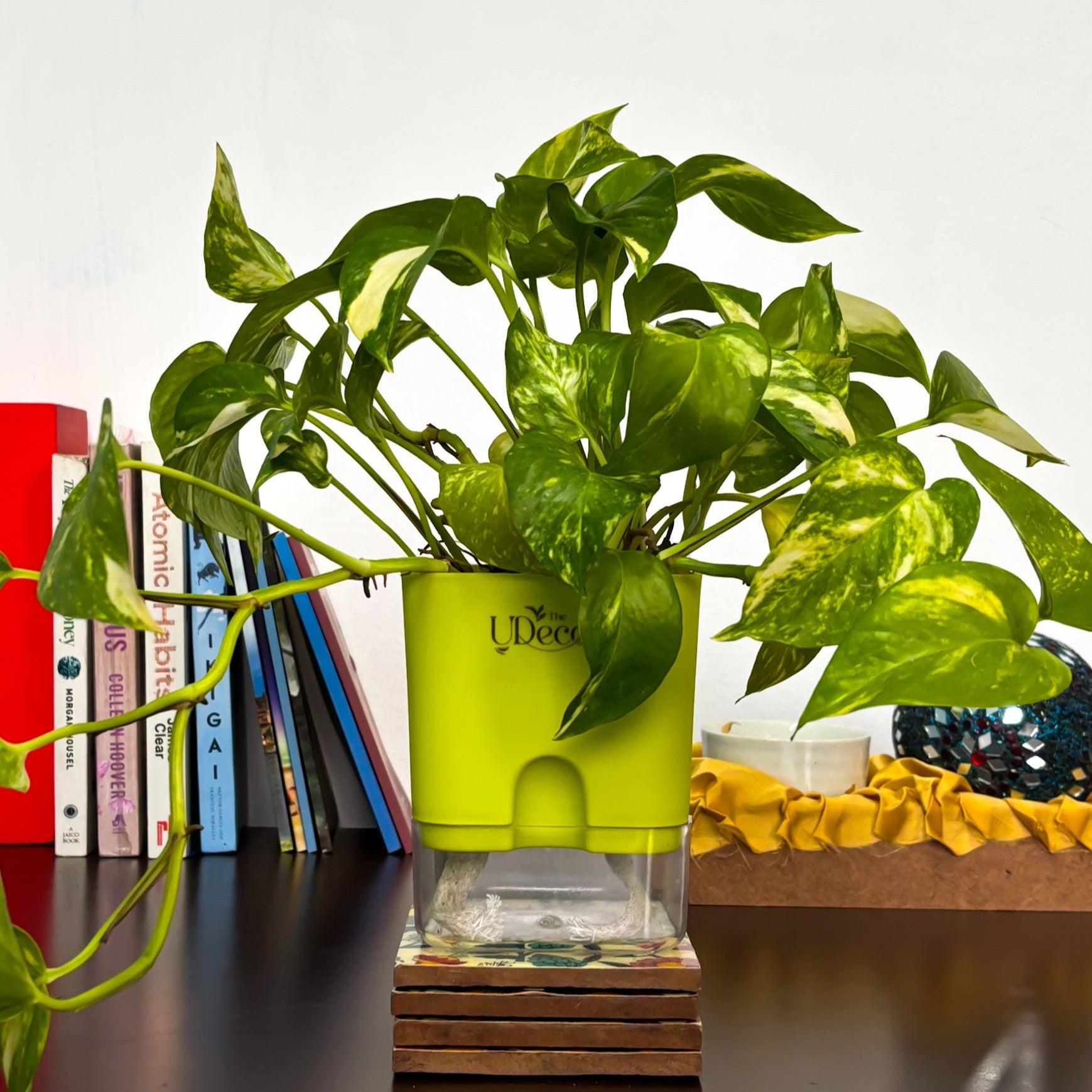 money plant container Money plant variegated – The UDecor