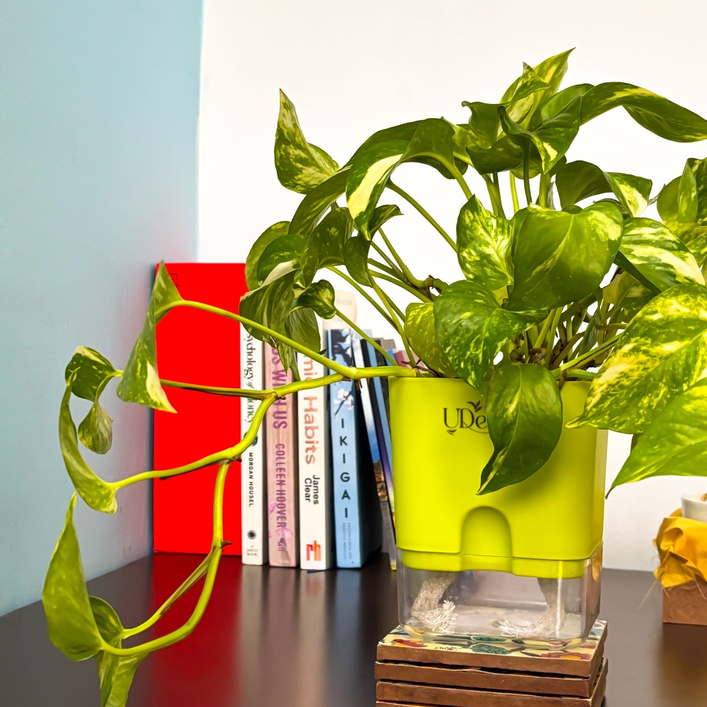 Money plant variegated