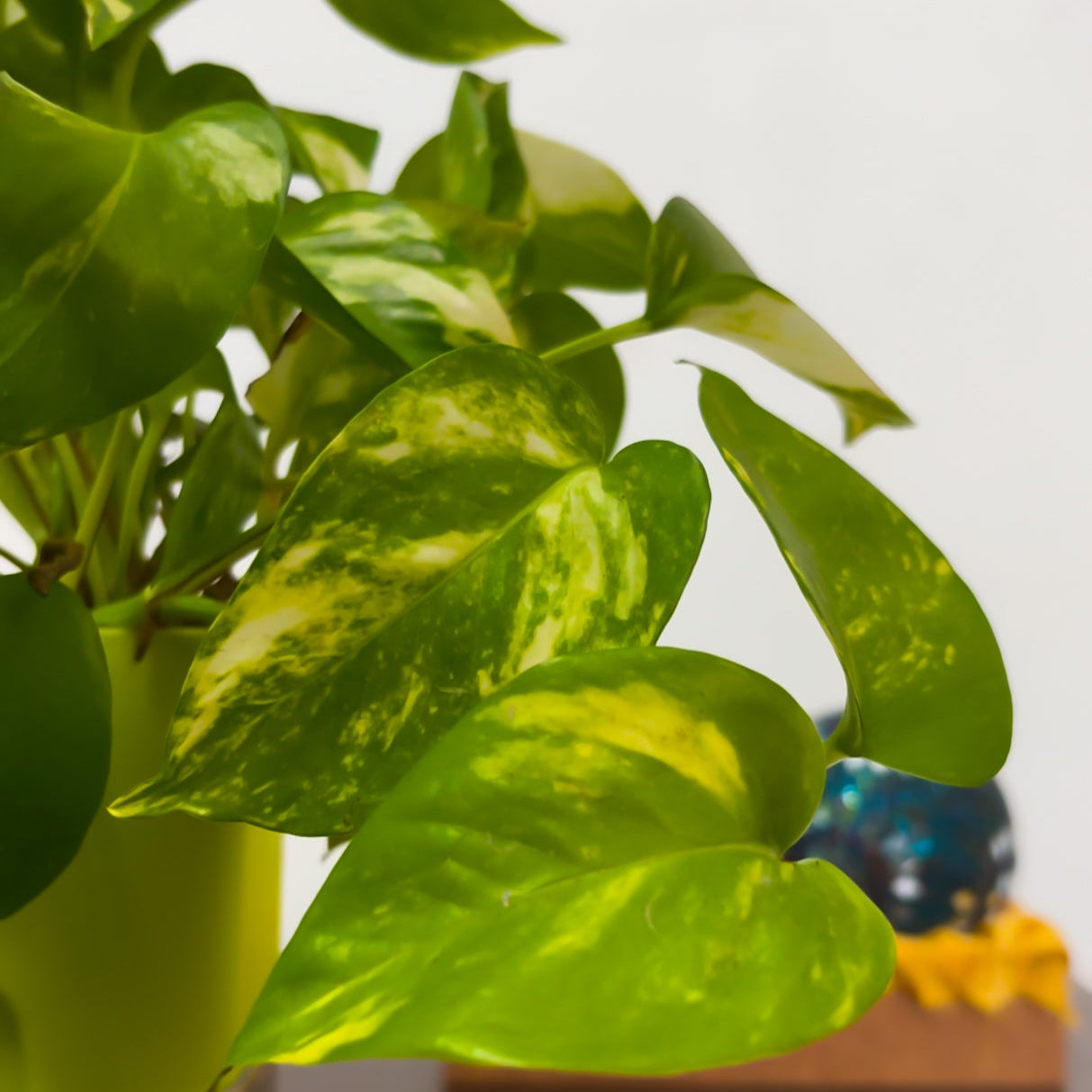 Money plant variegated