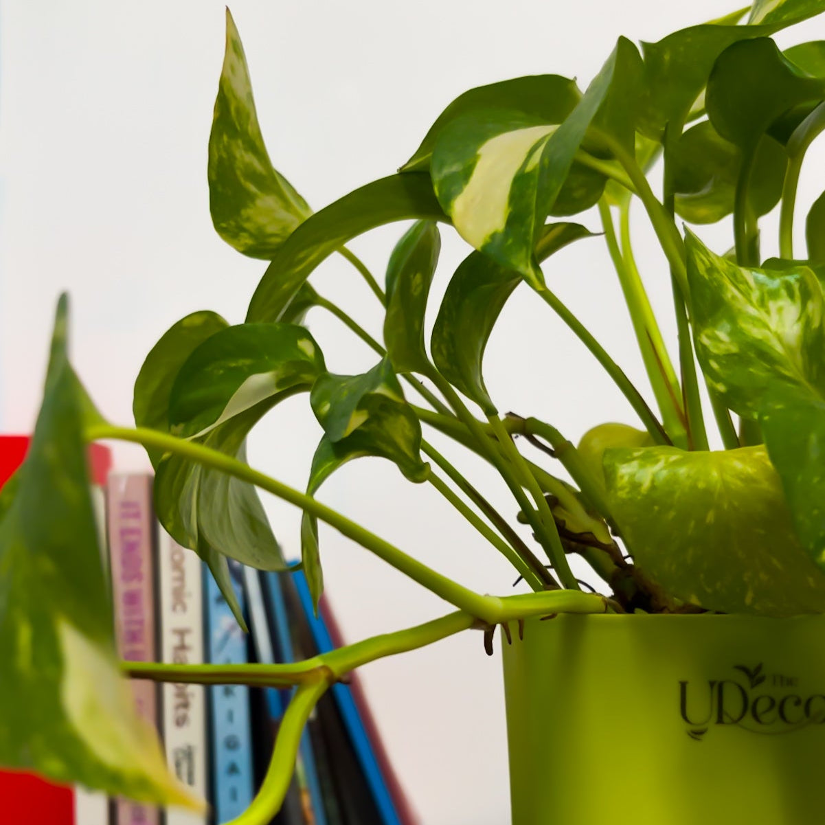 Money plant variegated
