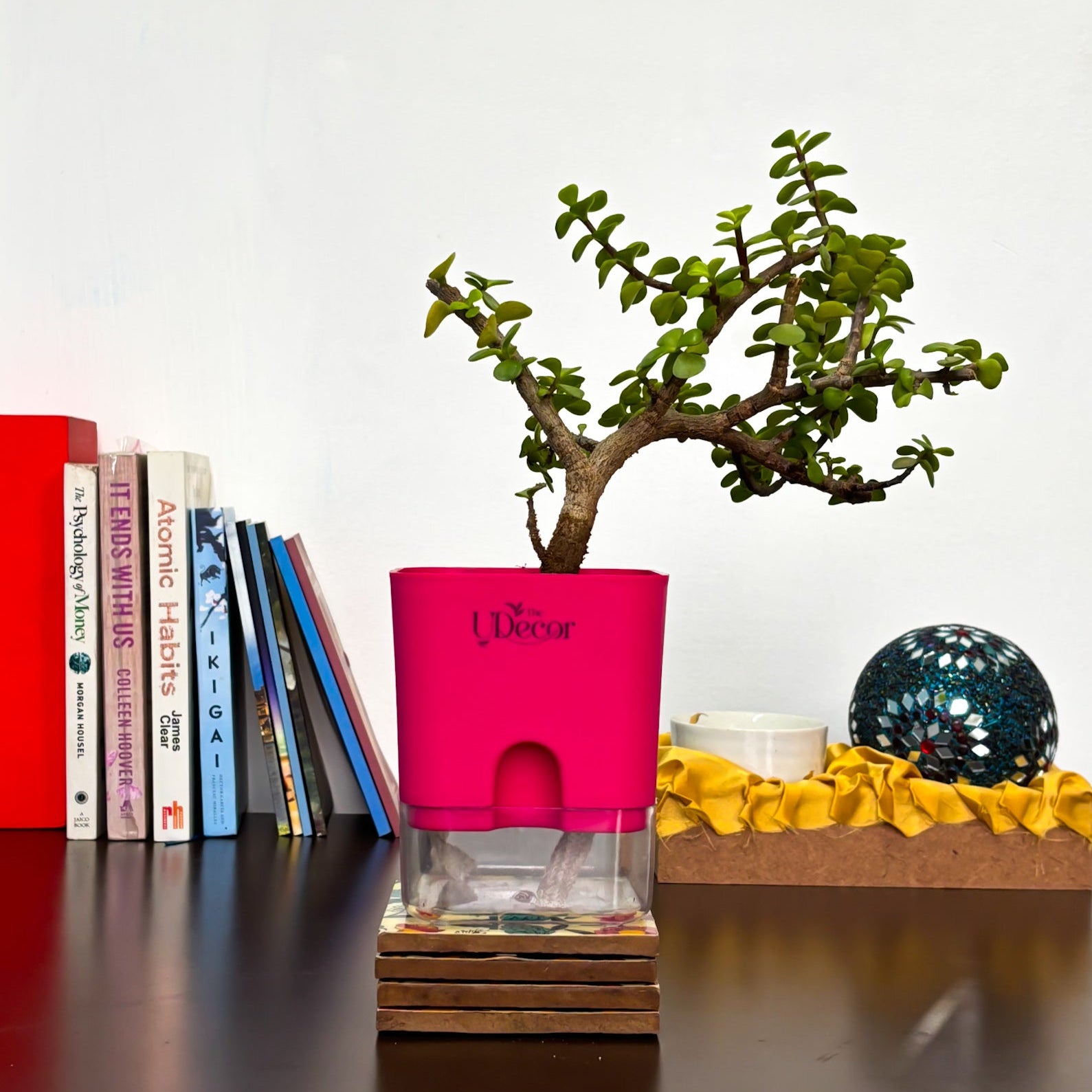 planters for jade plants Dwarf Jade plant – The UDecor