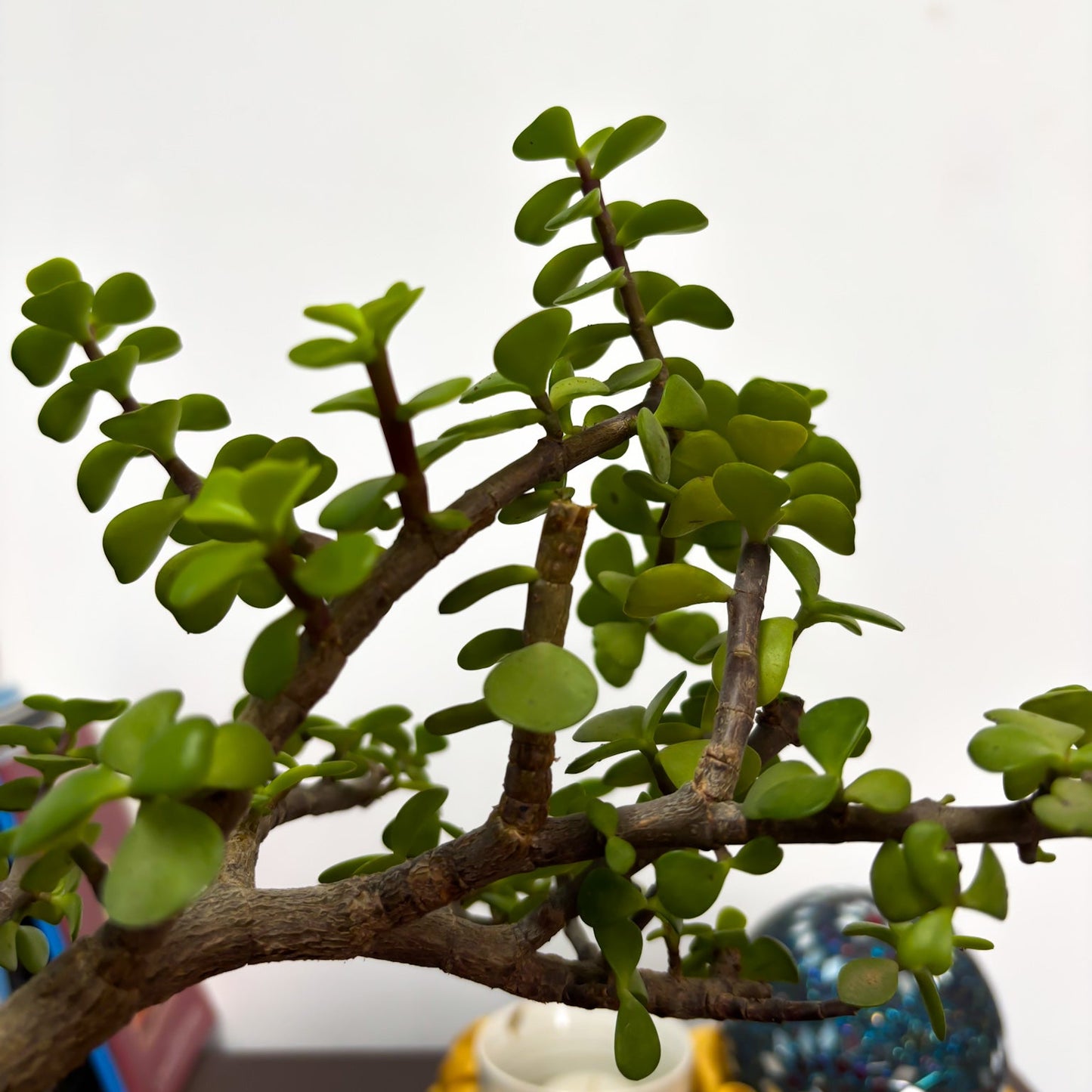 Dwarf Jade plant