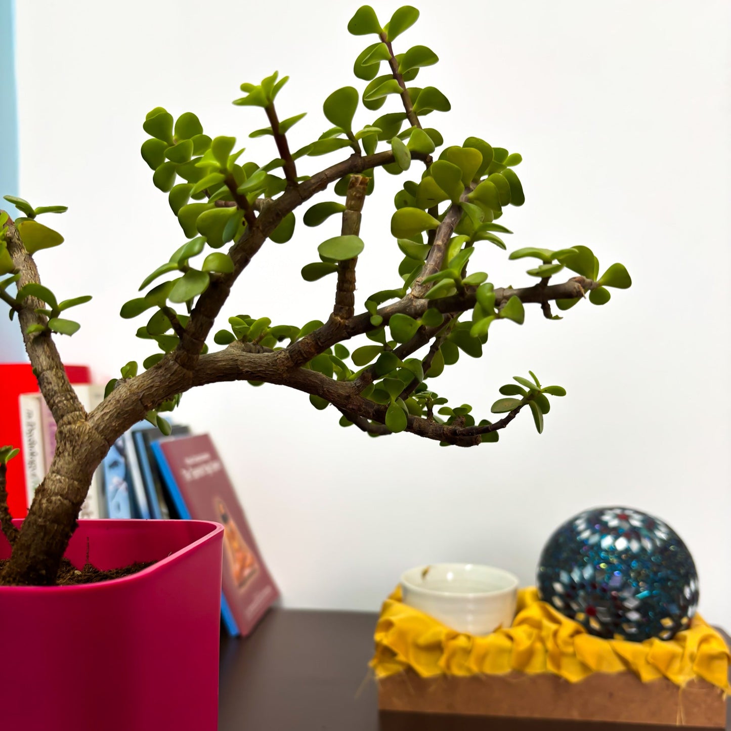 Dwarf Jade plant