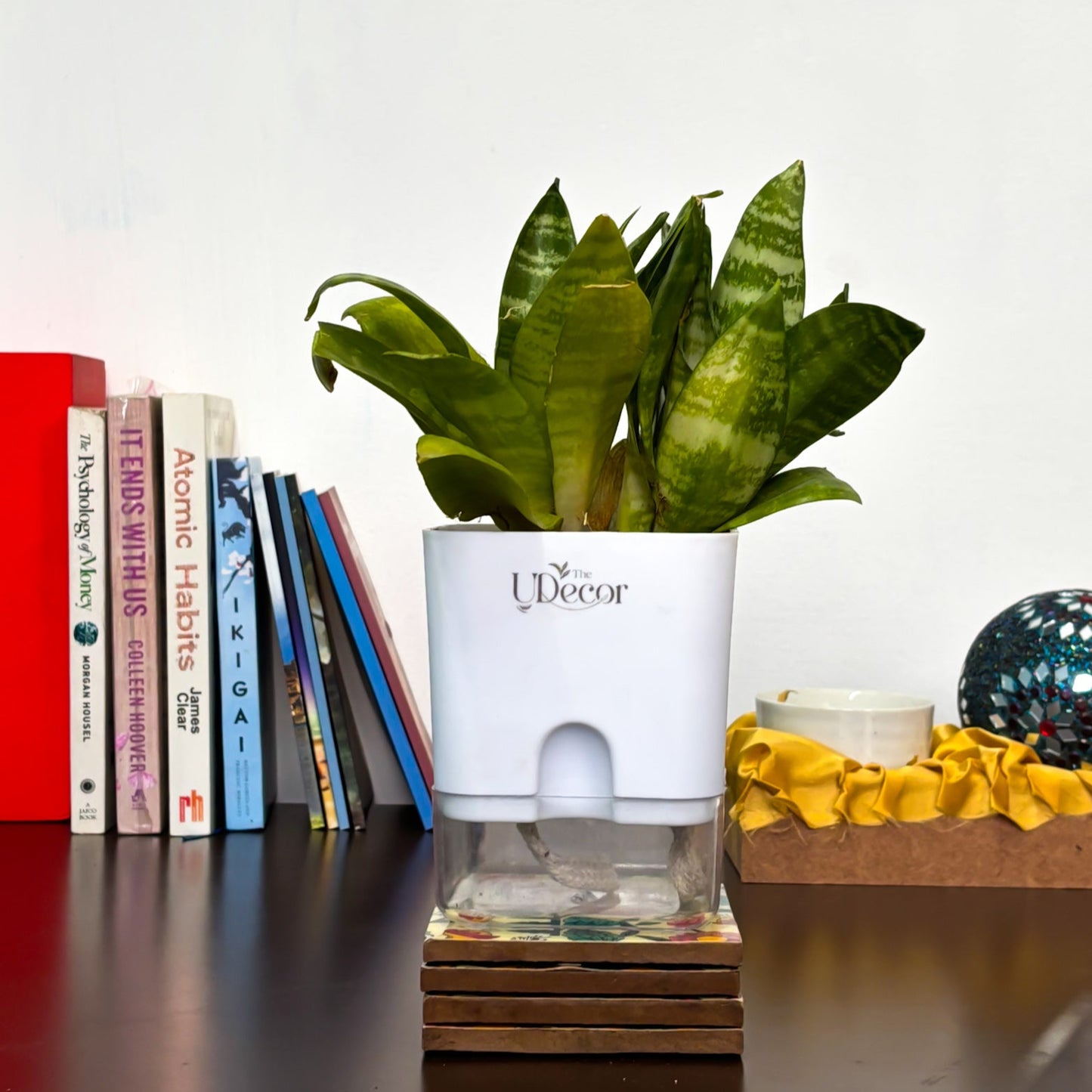 Snake plant
