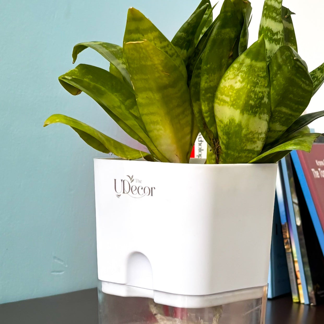 Snake plant