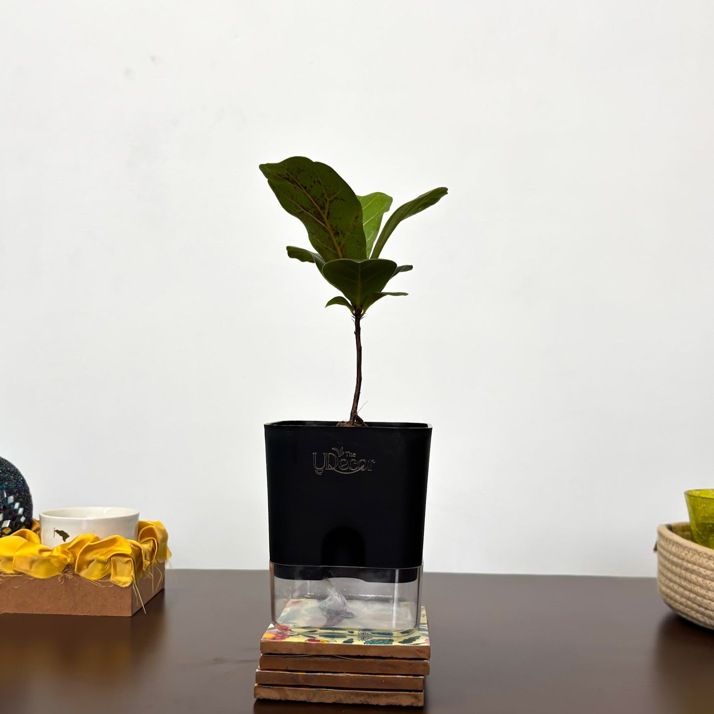 Fiddle leaf fig (dwarf)