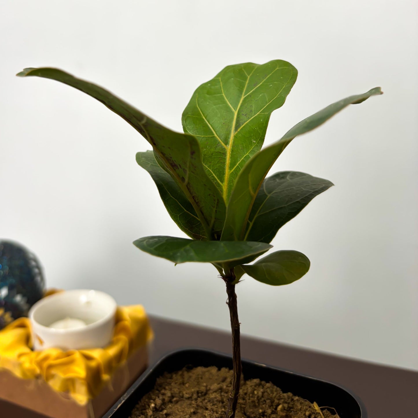 Fiddle leaf fig (dwarf)