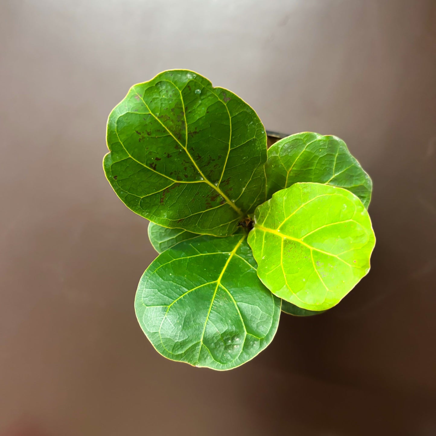 Fiddle leaf fig (dwarf)