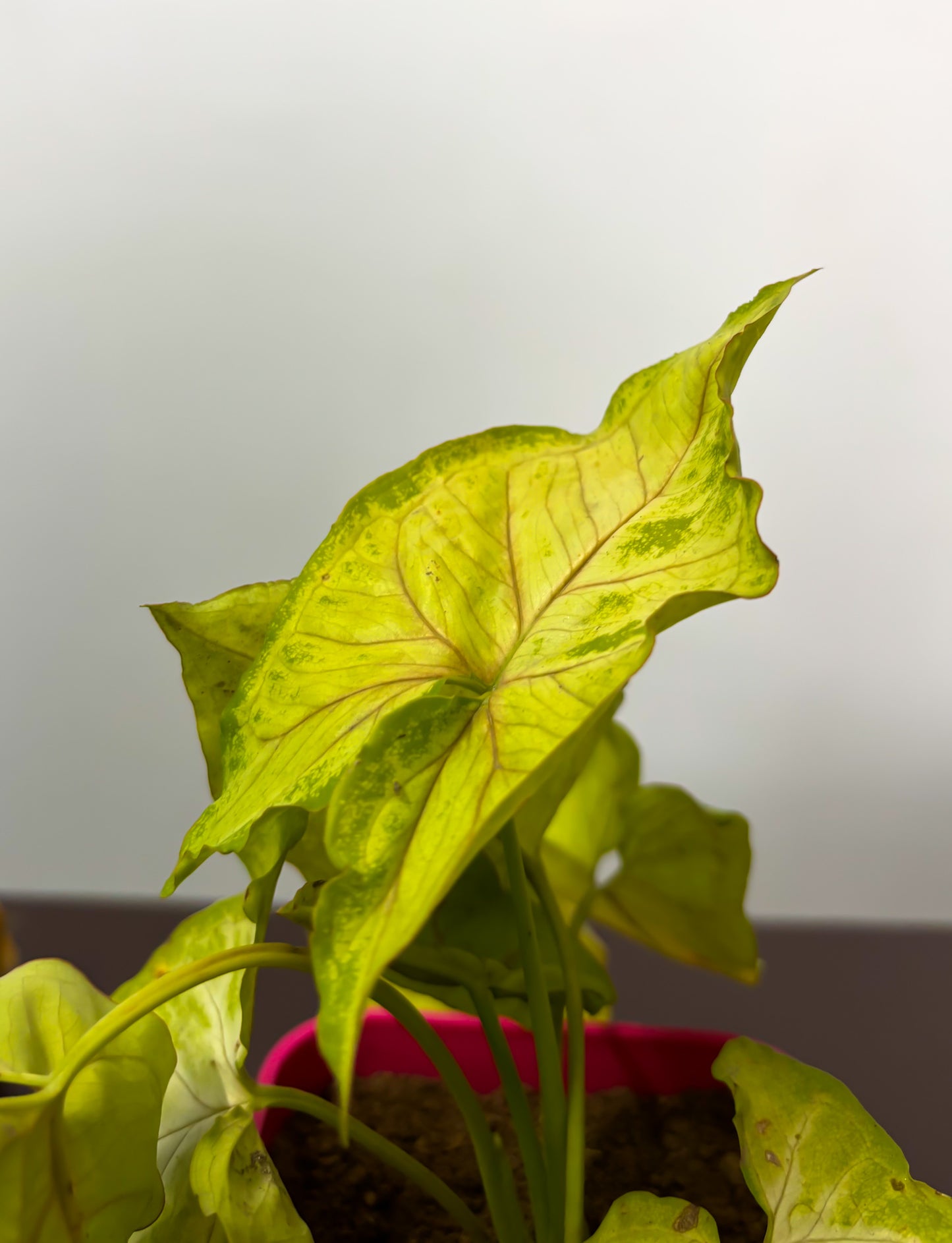 Syngonium green plant (mini)