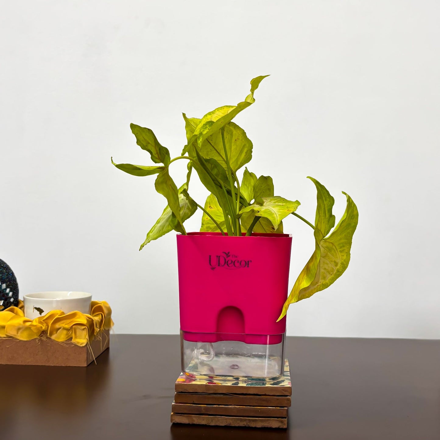 Syngonium green plant (mini)