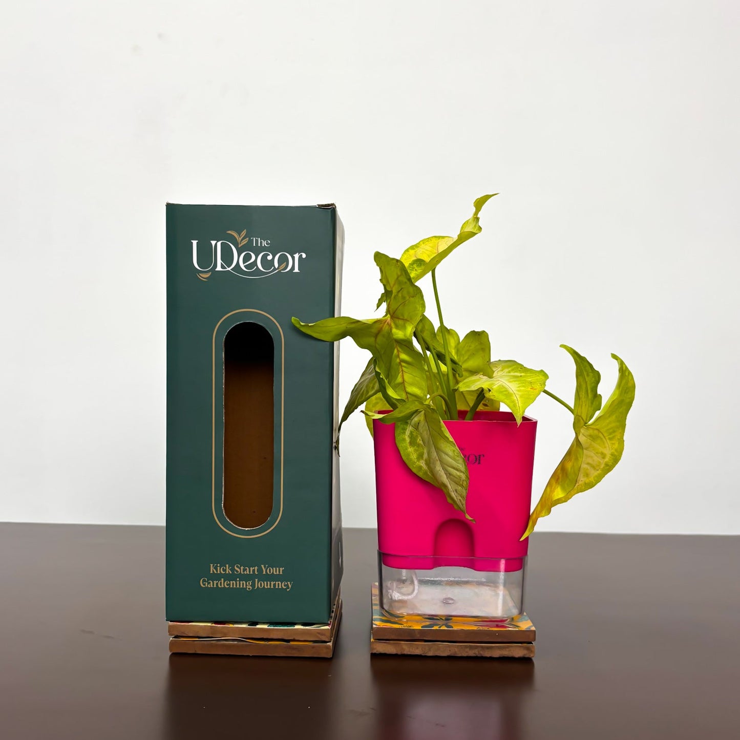 Syngonium green plant (mini)