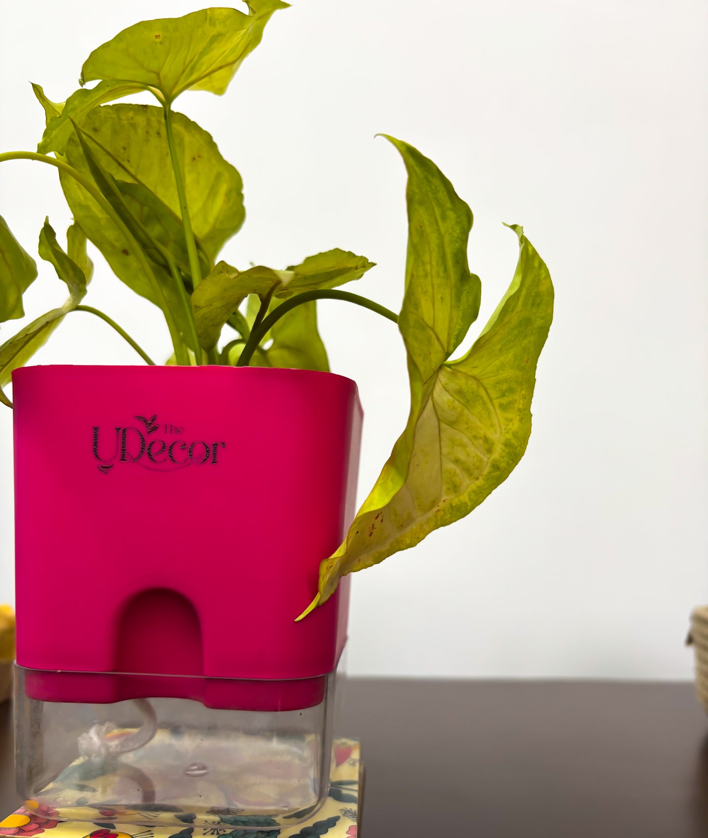 Syngonium green plant (mini)