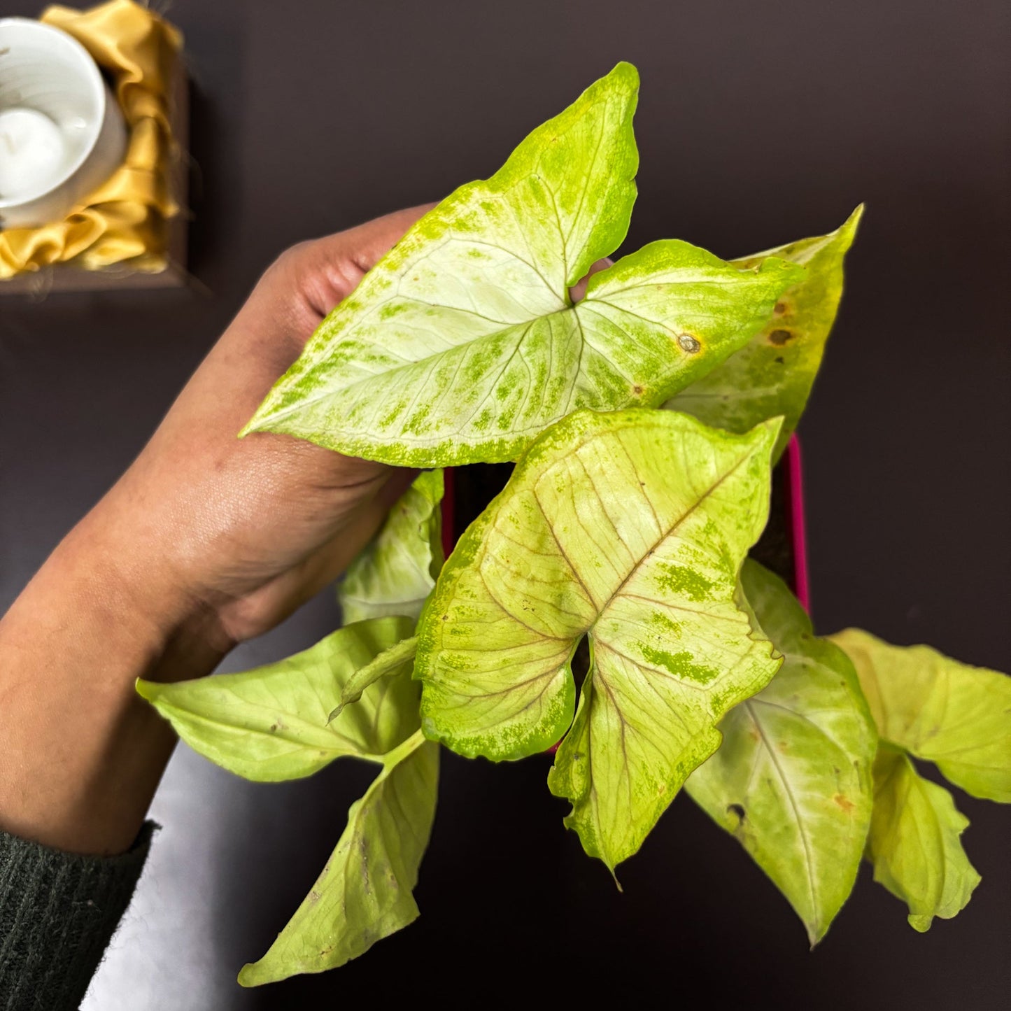 Syngonium green plant (mini)