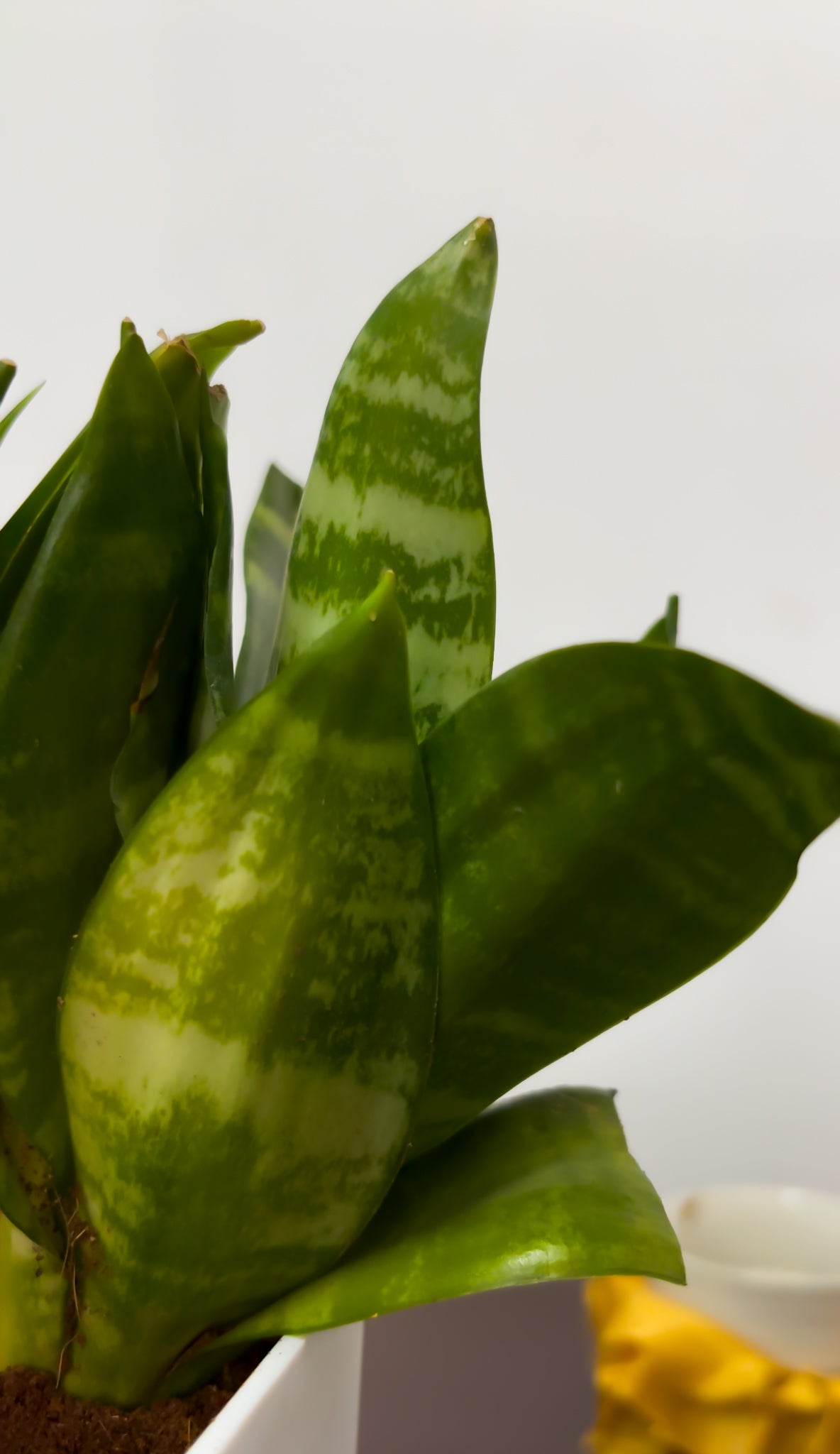 Snake plant