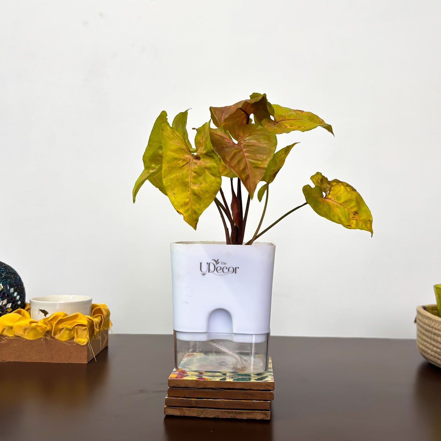 Syngonium pink plant (mini)