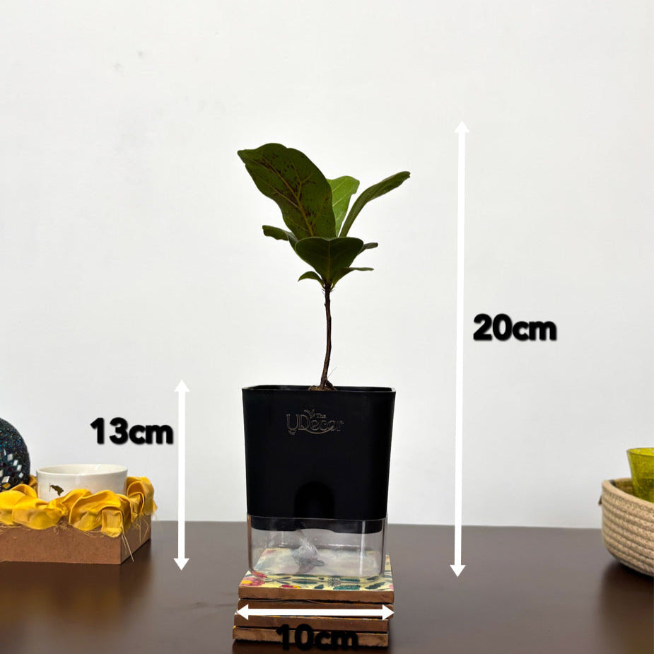 Fiddle leaf fig (dwarf)