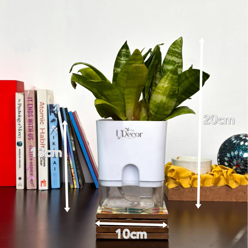 Snake plant