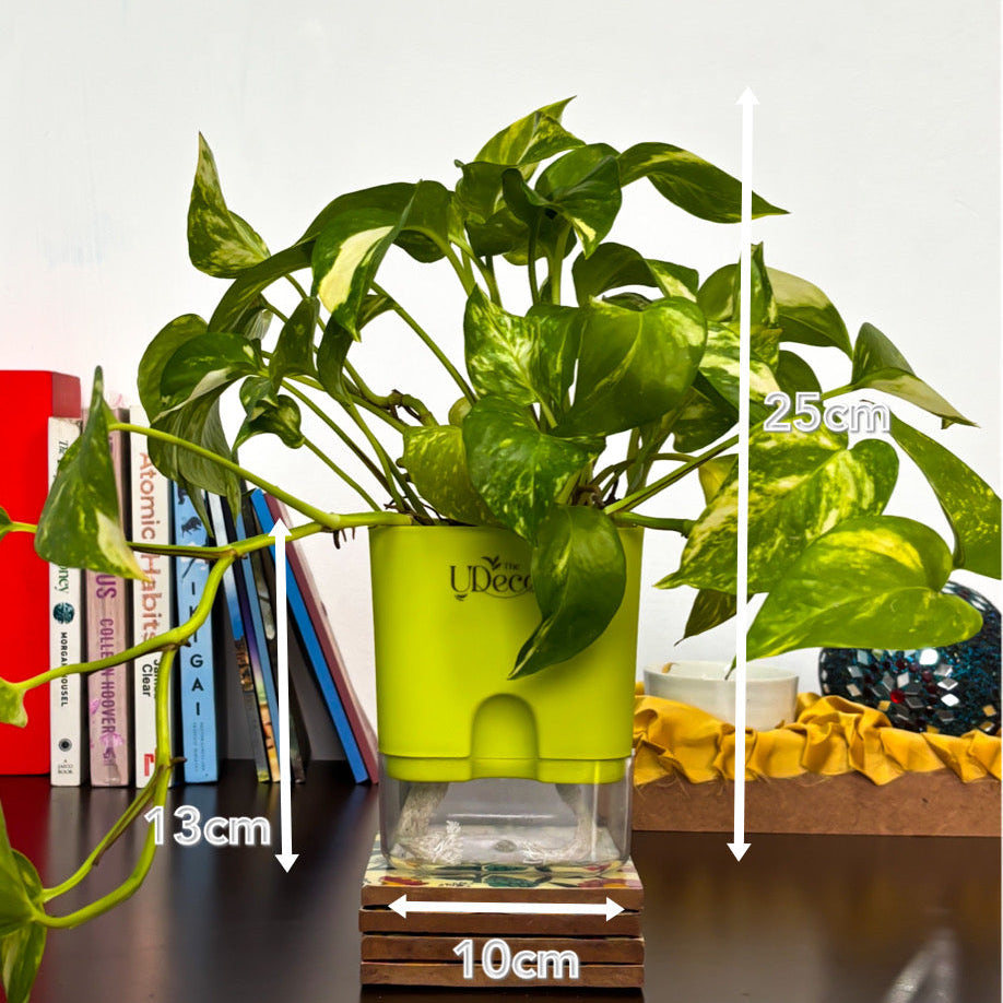 Money plant variegated
