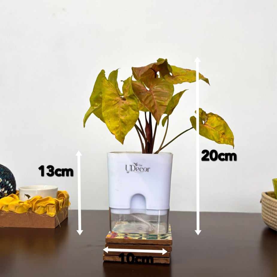 Syngonium pink plant (mini)