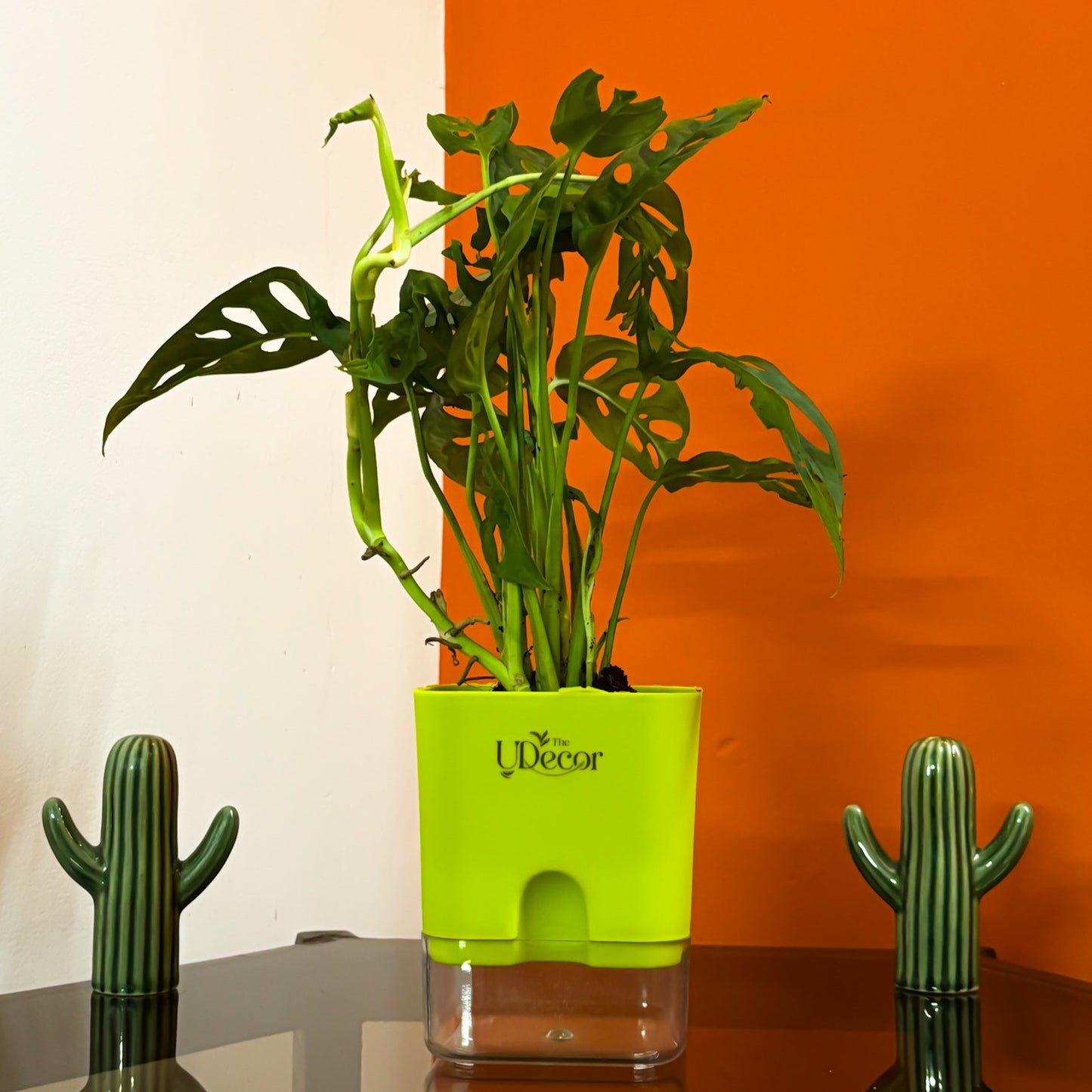 Broken Heart plant