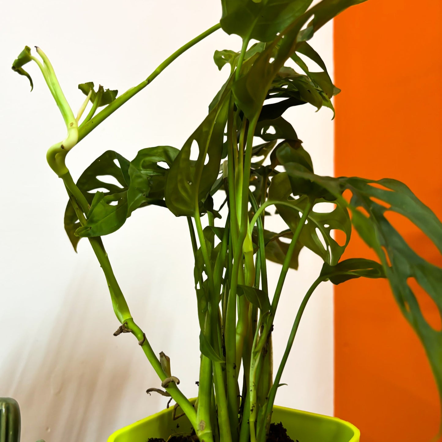 Broken Heart plant