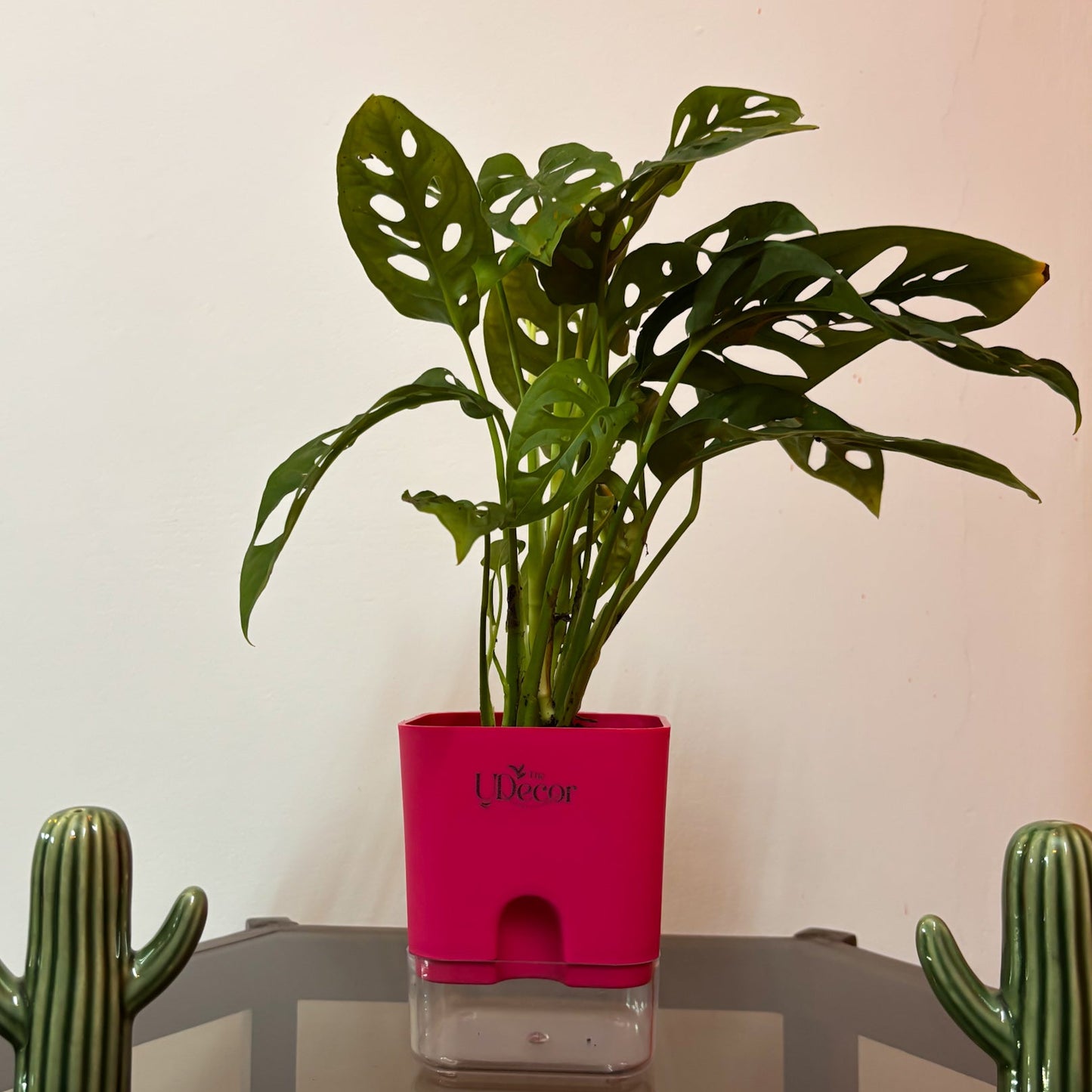 Broken Heart plant