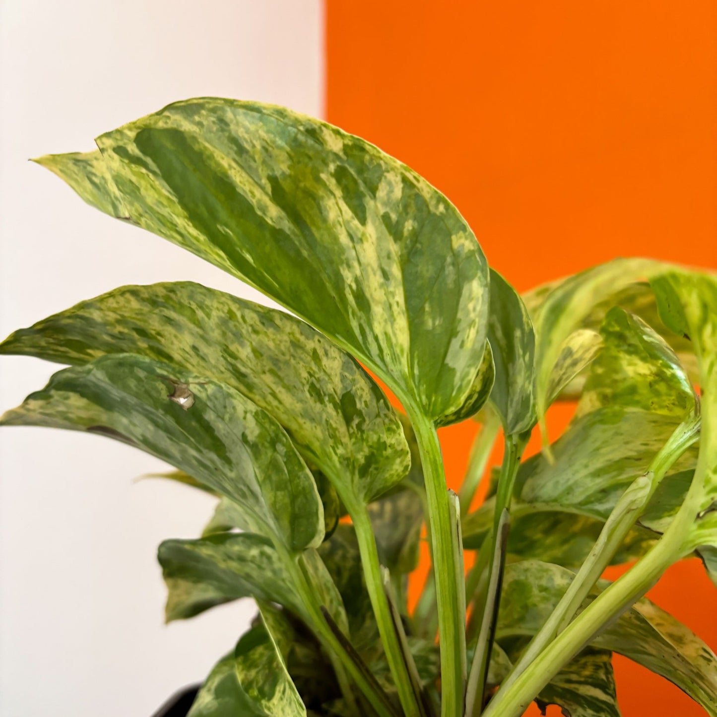 Money plant Marble Queen