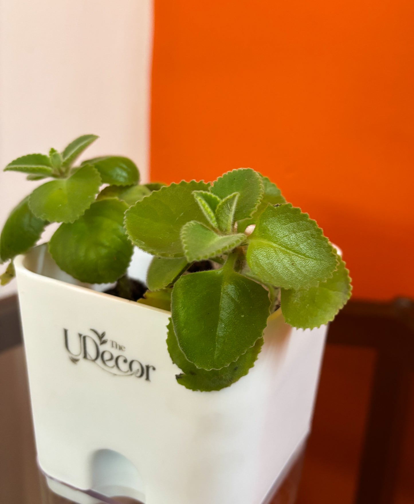 Ajwain leaves plant