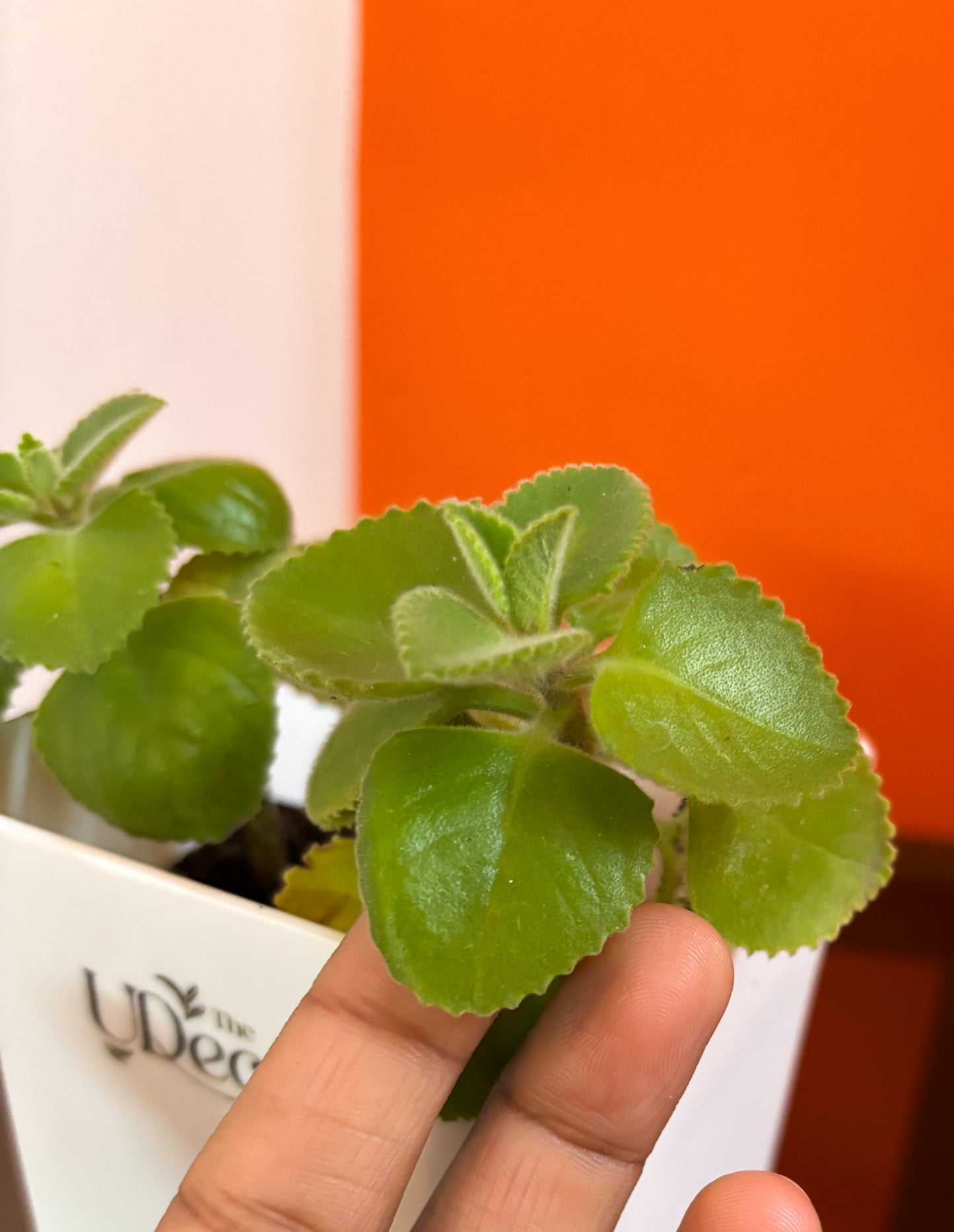 Ajwain leaves plant