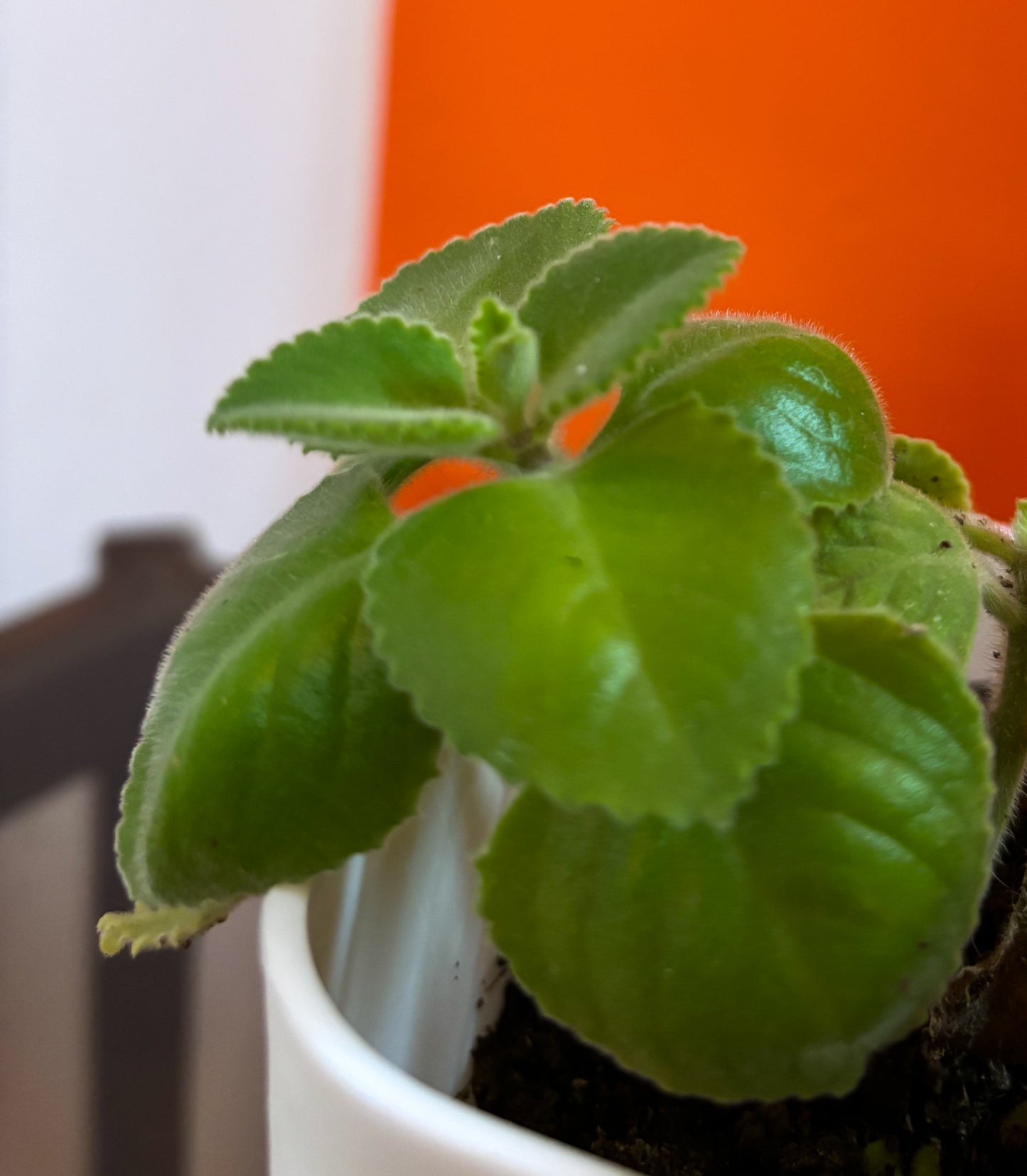 Ajwain leaves plant