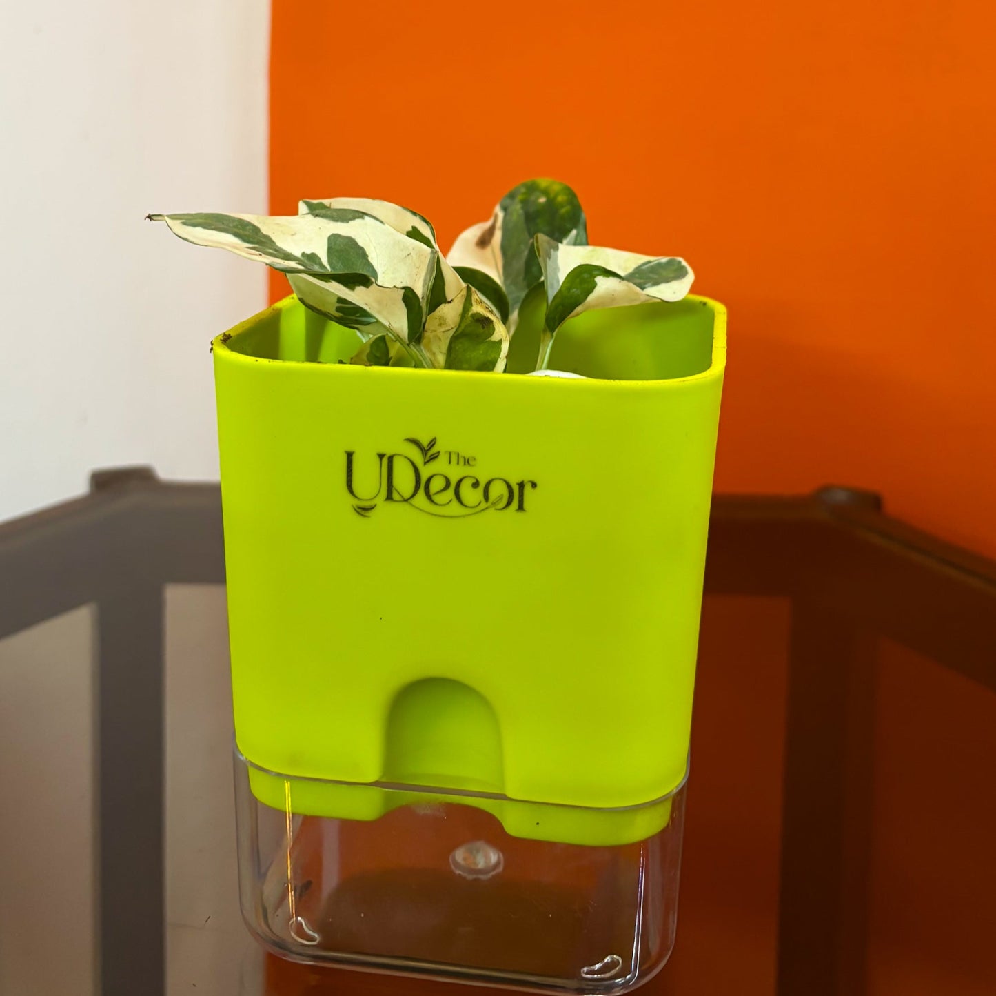 Money plant N'joy