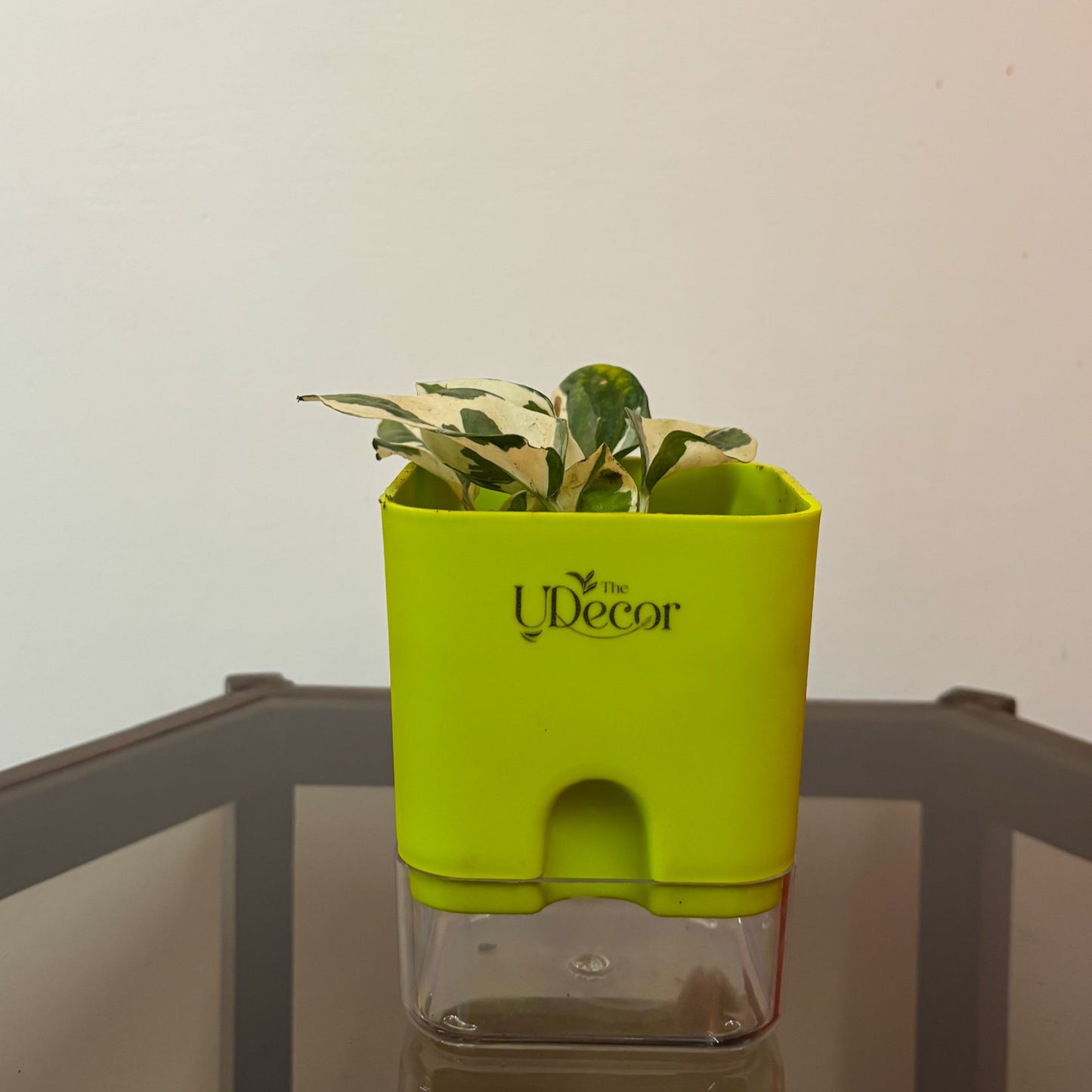 Money plant N'joy