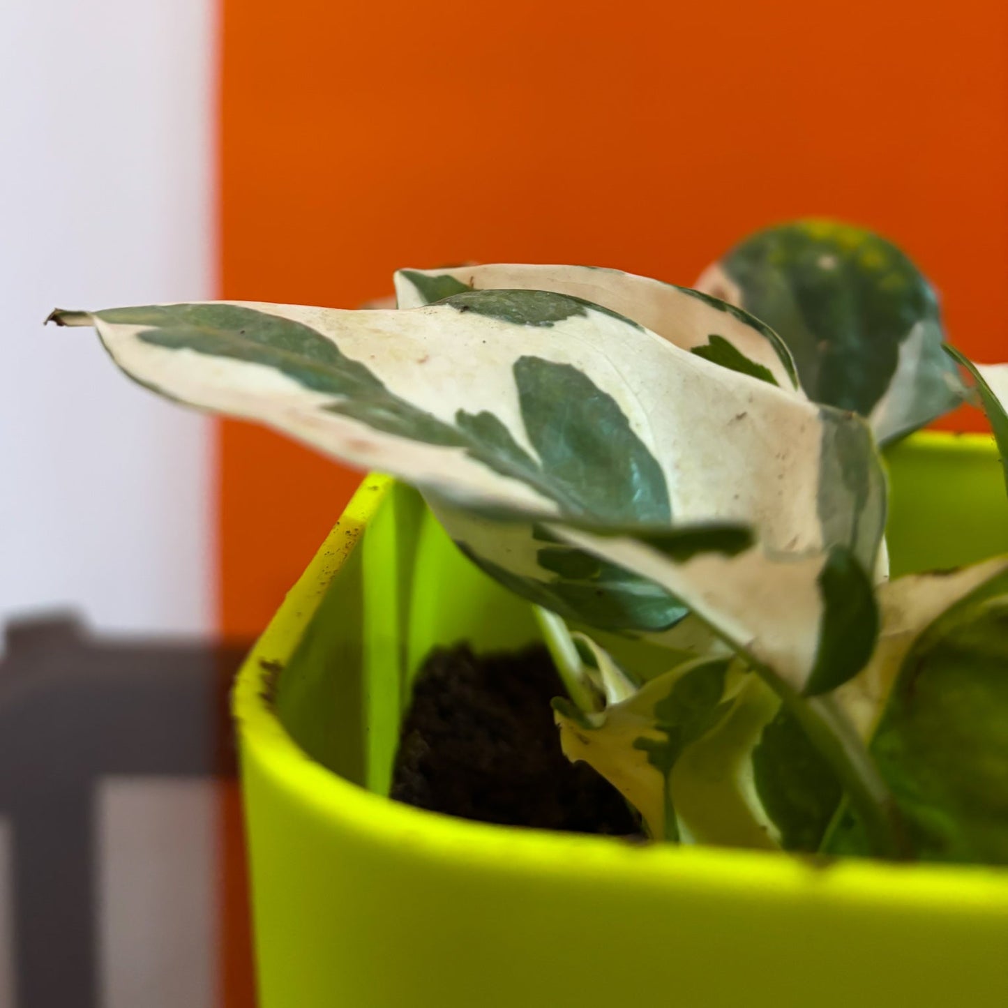 Money plant N'joy