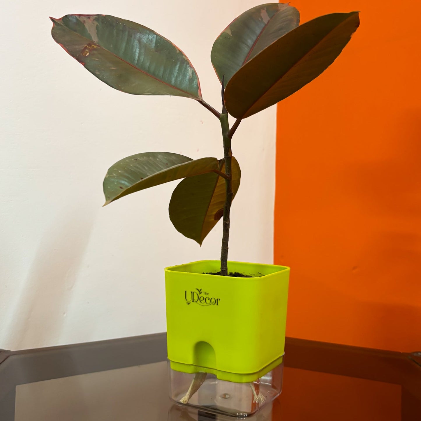 Rubber plant