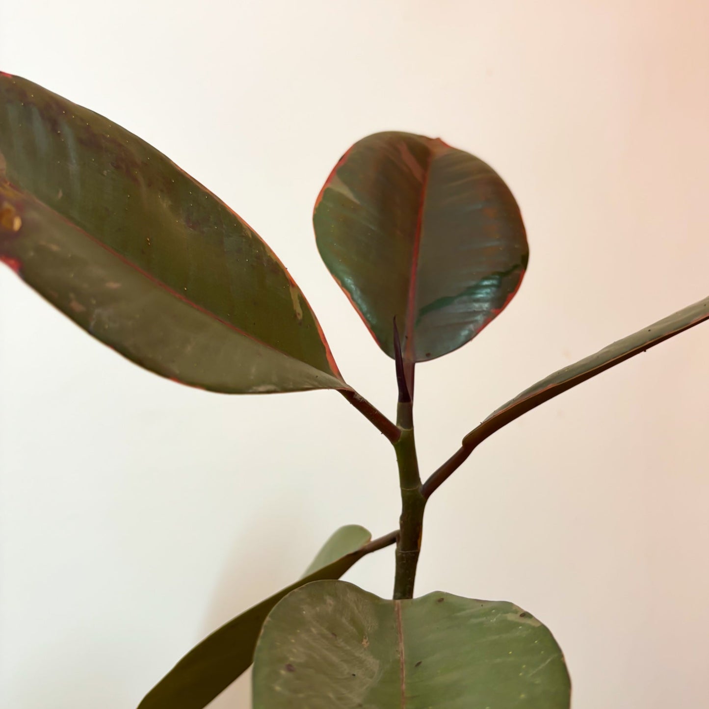 Rubber plant