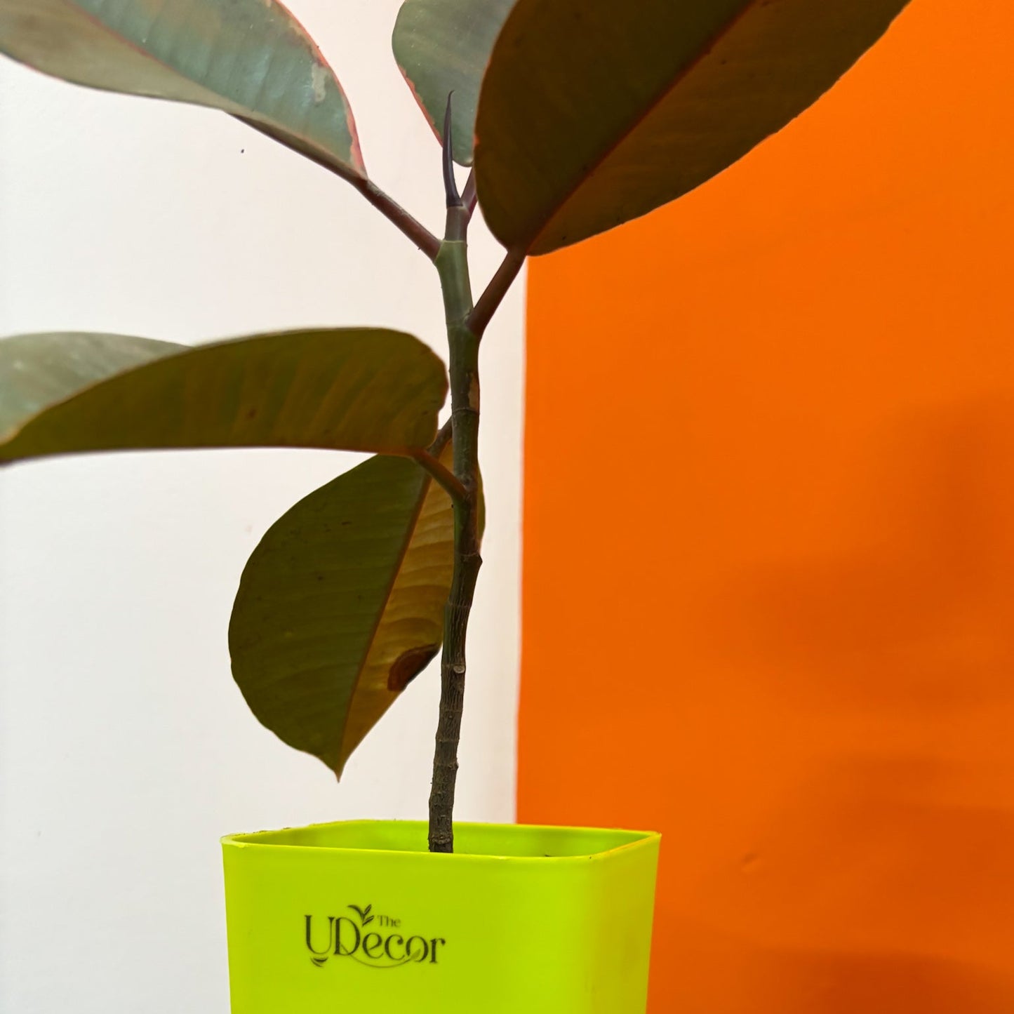 Rubber plant