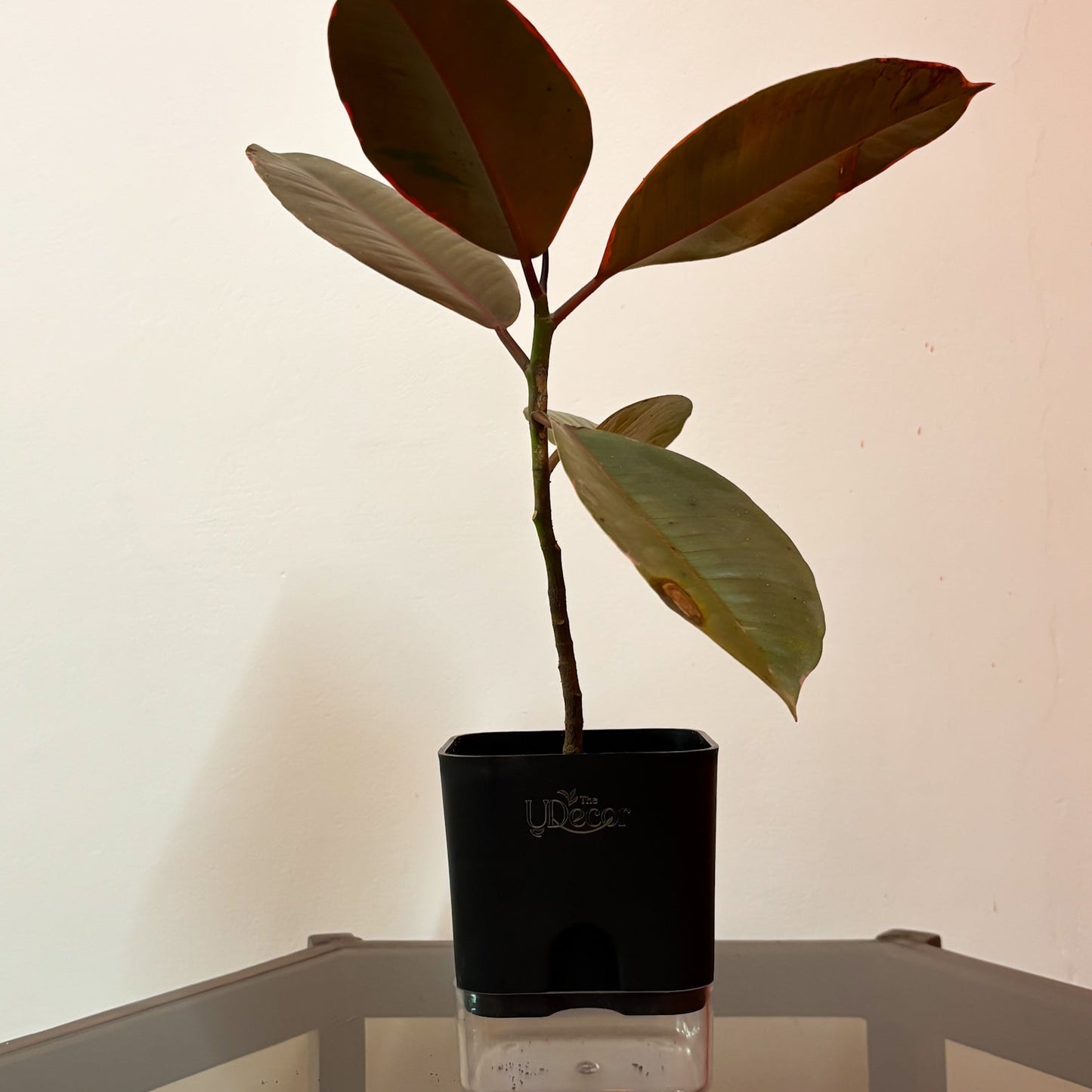 Rubber plant