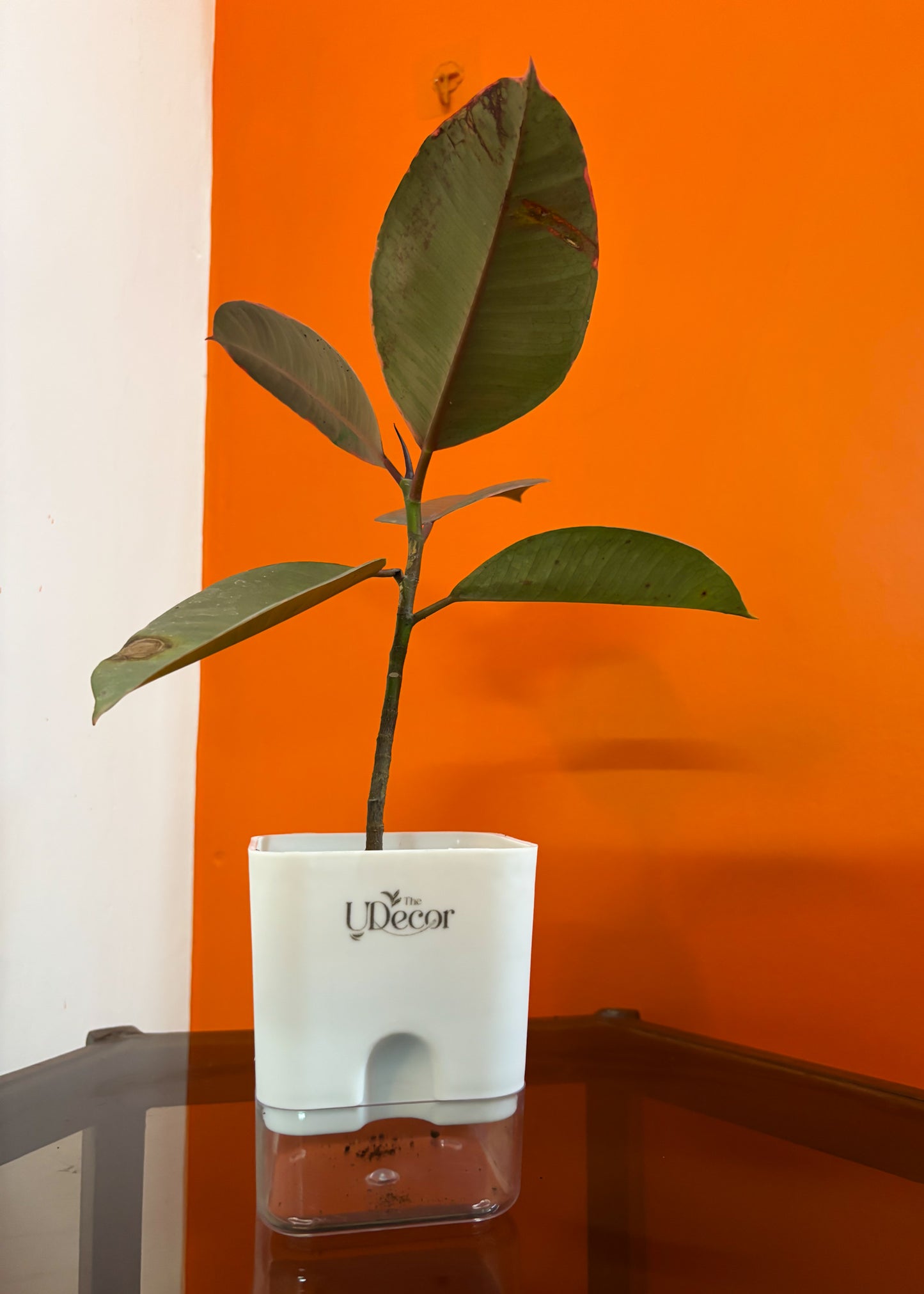 Rubber plant