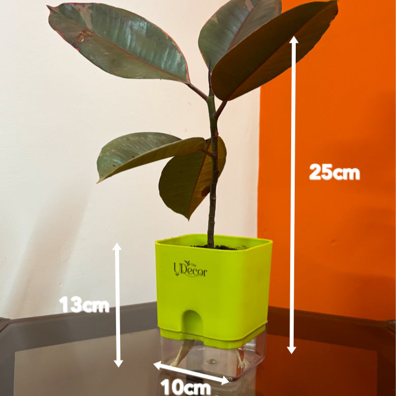 Rubber plant