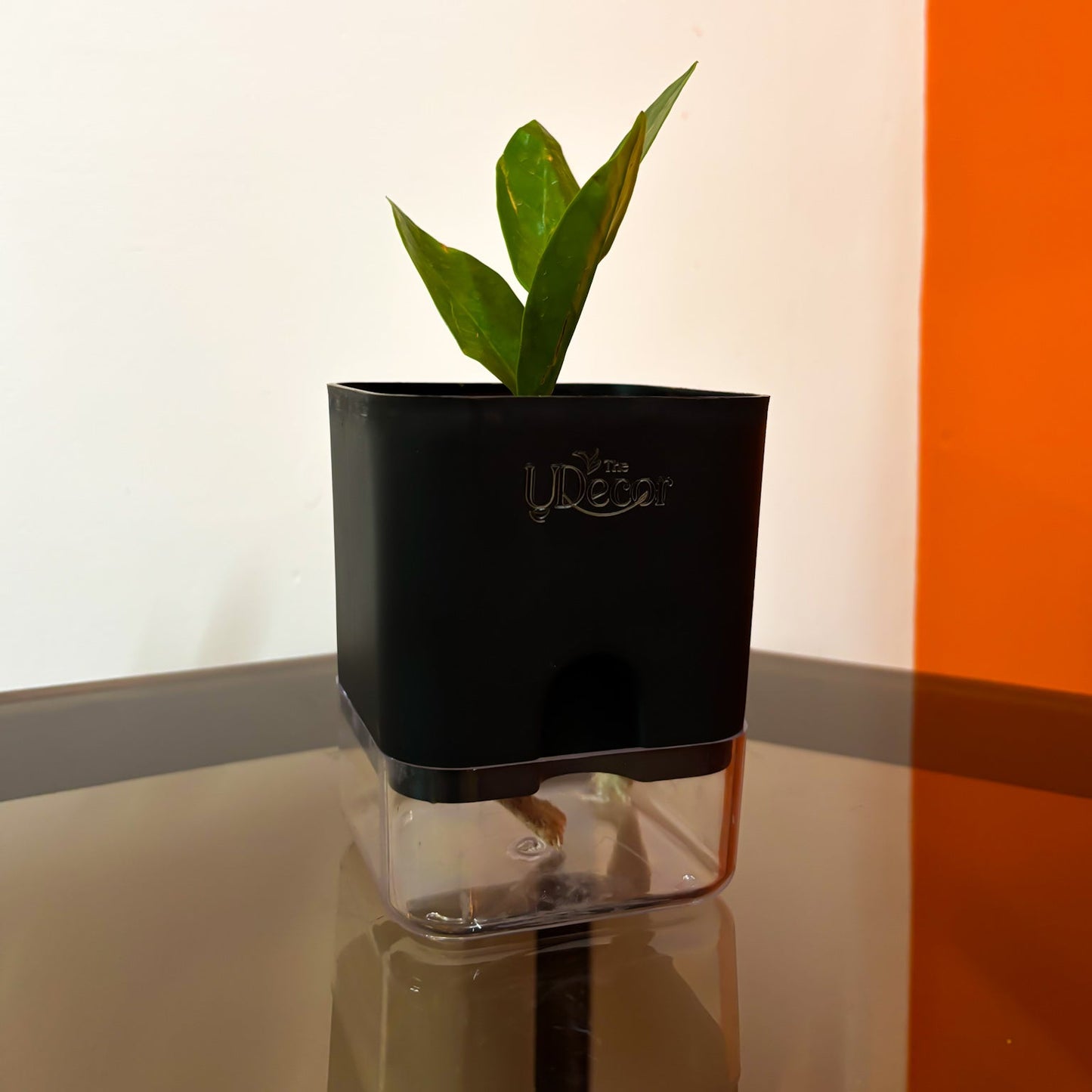 ZZ plant