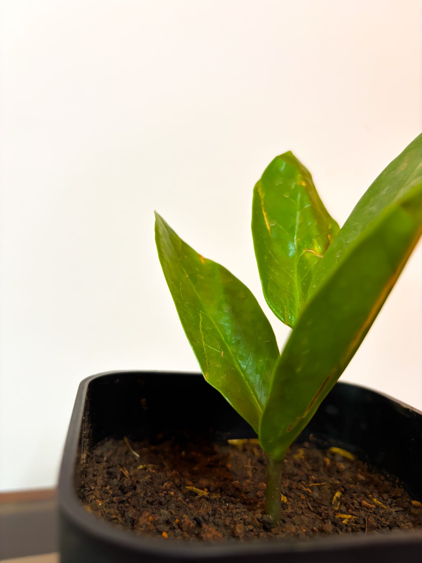 ZZ plant