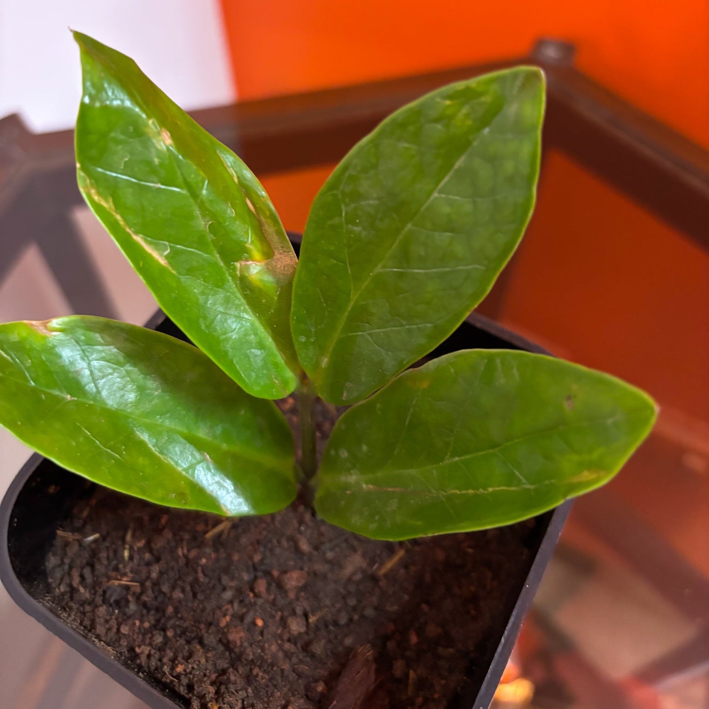 ZZ plant